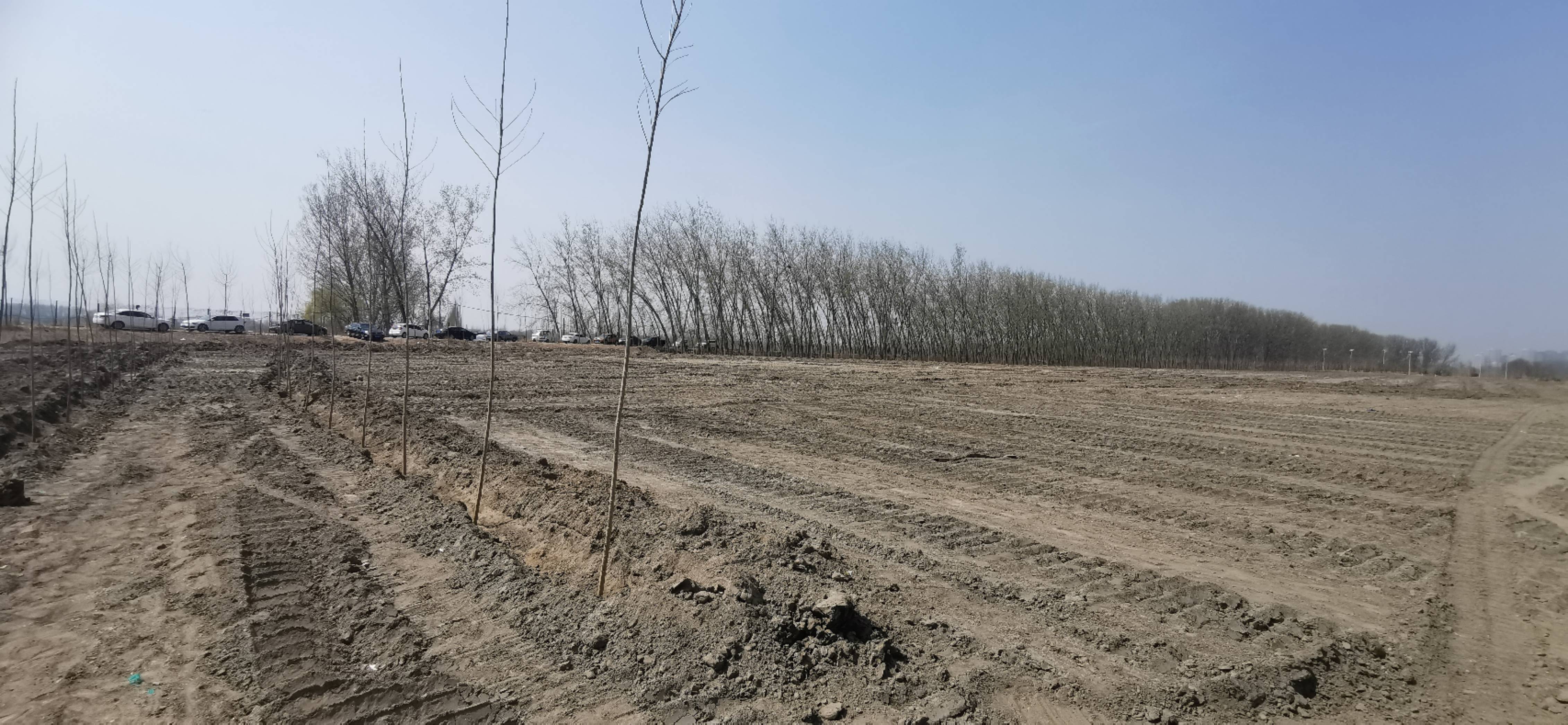 建设用地可以种植草皮100亩保种保收